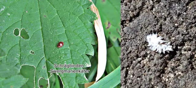 Schrägbinden-Zwergmarienkäfer (Scymnus subvillosus) Johann August Ephraim Goeze 1777
Ordnung:	Käfer (Coleoptera)
Unterordnung:	Polyphaga
Familie:	Marienkäfer (Coccinellidae)
Unterfamilie:	Coccinellinae
Gattung:	Scymnus
Art:	Schrägbinden-Zwergmarienkäfer | Foto: GvMeegen