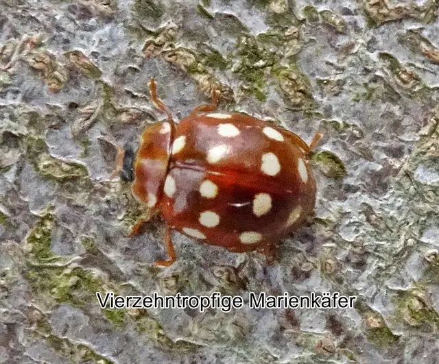Vierzehntropfige Marienkäfer / Blattfloh-Marienkäfer (Calvia quatuordecimguttata) Carl von Linné  1758
Ordnung:	Käfer (Coleoptera)
Unterordnung:	Polyphaga
Familie:	Marienkäfer (Coccinellidae)
Unterfamilie:	Coccinellinae
Gattung:	Calvia
Art:	Vierzehntropfiger Marienkäfer | Foto: GvMeegen