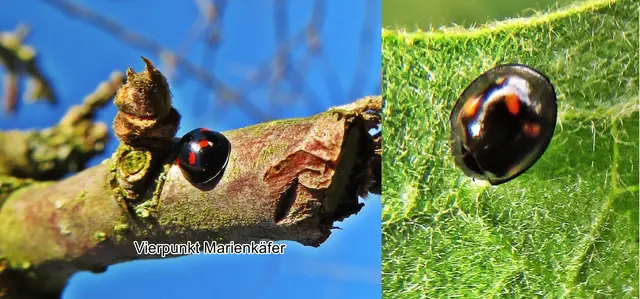 (Variante 1) Kopf-Vierpunkt-Marienkäfer (Harmonia quadripunctata) Erik Ludvigsen Pontoppidan 1763
Ordnung:	Käfer (Coleoptera)
Unterordnung:	Polyphaga
Familie:	Marienkäfer (Coccinellidae)
Unterfamilie:	Coccinellinae
Gattung:	Harmonia
Art:	Vierpunkt-Marienkäfer | Foto: GvMeegen