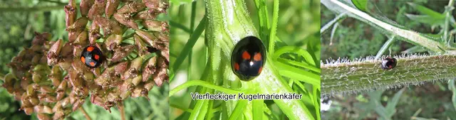 Vierfleckige Kugelmarienkäfer / Vierfleckige Schildlaus-Marienkäfer (Brumus quadripustulatus oder Exochomus q.) Carl von Linné 1758
Ordnung:	Käfer (Coleoptera)
Unterordnung:	Polyphaga
Familie:	Marienkäfer (Coccinellidae)
Tribus:	Chilocorini
Gattung:	Brumus
Art:	Vierfleckiger Kugelmarienkäfer
 | Foto: GvMeegen