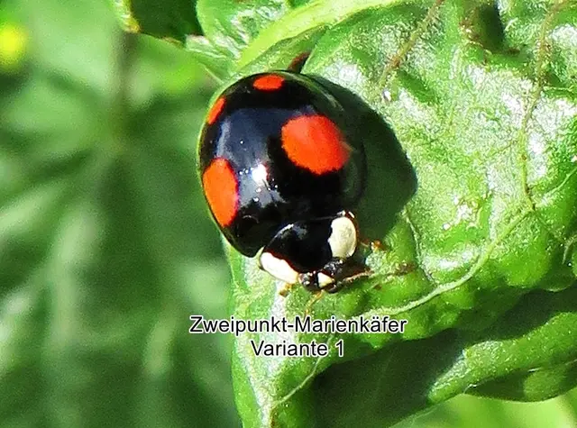 Zweipunkt-Marienkäfer Variante 1 schwarz Carl von Linné 1758
Ordnung:	Käfer (Coleoptera)
Unterordnung:	Polyphaga
Familie:	Marienkäfer (Coccinellidae)
Unterfamilie:	Coccinellinae
Gattung:	Adalia
Art:	Zweipunkt-Marienkäfer | Foto: GvMeegen