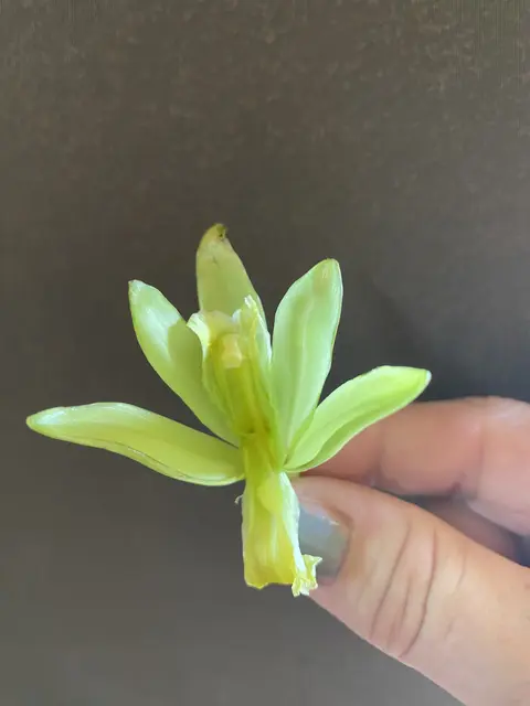 Die Vanilleblühte | Foto: Umbehaue