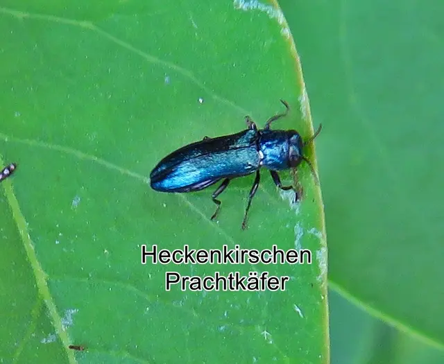 Heckenkirschenprachtkäfer / Stahlblauer Prachtkäfer (Agrilus cyanescens) Julius Theodor Christian Ratzeburg 1837
Ordnung:	Käfer (Coleoptera)
Unterordnung:	Polyphaga
Familie:	Prachtkäfer (Buprestidae)
Unterfamilie:	Agrilinae
Gattung:	Agrilus
Art:	Heckenkirschenprachtkäfer | Foto: GvMeegen