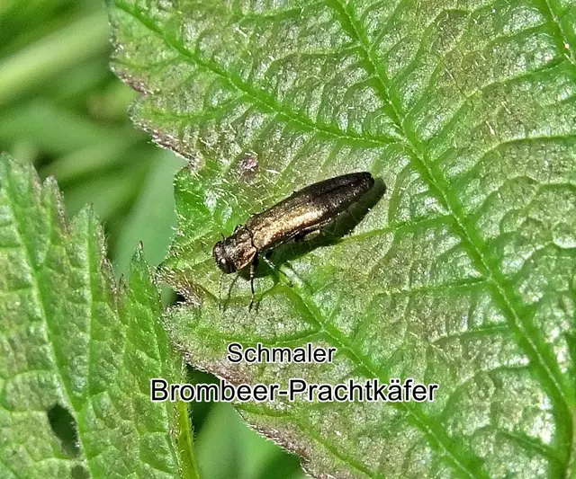 Schmale Brombeer-Prachtkäfer ( Agrilus angustus) Johan Christian Fabricius Jahr 1775
Ordnung: Käfer (Coleoptera)
Familie: Prachtkäfer (Buprestidae)
Art: Schmaler Brombeer-Prachtkäfer
 | Foto: GvMeegen