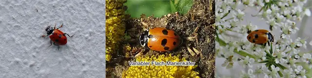 Variabler Flach-Marienkäfer (Hippodamia variegata) Carl von Linné 1758
Ordnung:	Käfer (Coleoptera)
Unterordnung:	Polyphaga
Familie:	Marienkäfer (Coccinellidae)
Unterfamilie:	Coccinellinae
Gattung:	Hippodamia
Art:	Variabler Flach-Marienkäfer | Foto: GvMeegen