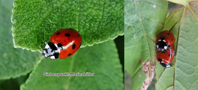 Siebenpunkt-Marienkäfer (Coccinella septempunctata) Carl von Linné 1758
Ordnung:	Käfer (Coleoptera)
Unterordnung:	Polyphaga
Familie:	Marienkäfer (Coccinellidae)
Unterfamilie:	Coccinellinae
Gattung:	Coccinella
Art:	Siebenpunkt-Marienkäfer | Foto: GvMeegen