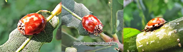 (Variante 2) Kopf-Vierpunkt-Marienkäfer (Harmonia quadripunctata) Erik Ludvigsen Pontoppidan 1763
Ordnung:	Käfer (Coleoptera)
Unterordnung:	Polyphaga
Familie:	Marienkäfer (Coccinellidae)
Unterfamilie:	Coccinellinae
Gattung:	Harmonia
Art:	Vierpunkt-Marienkäfer | Foto: GvMeegen