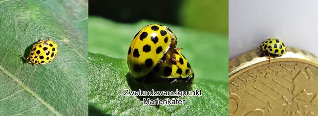 Zweiundzwanzigpunkt-Marienkäfer / Pilz-Marienkäfer (Psyllobora vigintiduopunctata) Carl von Linné 1758
Ordnung:	Käfer (Coleoptera)
Unterordnung:	Polyphaga
Familie:	Coccinellidae
Unterfamilie:	Marienkäfer (Coccinellinae)
Tribus:	Coccinellini
Gattung:	Psyllobora
Art:	Zweiundzwanzigpunkt-Marienkäfer | Foto: GvMeegen