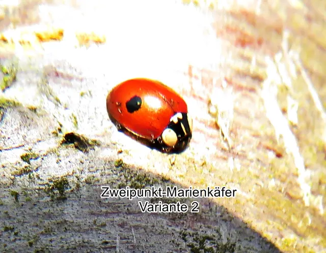 Zweipunkt-Marienkäfer Variante 2 rot Carl von Linné 1758
Ordnung:	Käfer (Coleoptera)
Unterordnung:	Polyphaga
Familie:	Marienkäfer (Coccinellidae)
Unterfamilie:	Coccinellinae
Gattung:	Adalia
Art:	Zweipunkt-Marienkäfer | Foto: GvMeegen