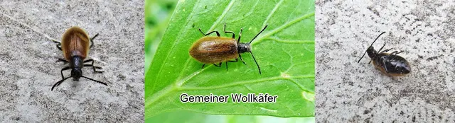 Gemeine Wollkäfer (Lagria hirta Syn. Lagria pubescens) Carl von Linné 1758
Ordnung:	Käfer (Coleoptera)
Unterordnung:	Polyphaga
Familie:	Schwarzkäfer (Tenebrionidae)
Unterfamilie:	Wollkäfer (Lagriinae)
Gattung:	Lagria
Art:	Gemeiner Wollkäfer
 | Foto: GvMeegen