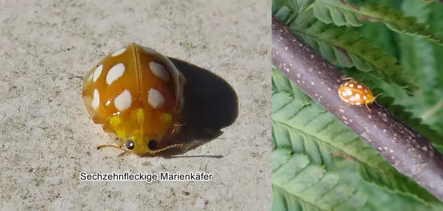 Sechzehnfleckige Marienkäfer (Halyzia sedecimguttata) Carl von Linné 1758
Ordnung:	Käfer (Coleoptera)
Unterordnung:	Polyphaga
Familie:	Marienkäfer (Coccinellidae)
Unterfamilie:	Coccinellinae
Gattung:	Halyzia
Art:	Sechzehnfleckiger Marienkäfer | Foto: GvMeegen