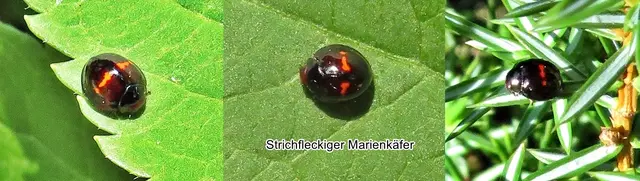 Strichfleckiger Schildlaus-Marienkäfer (Chilocorus bipustulatus) Carl von Linné 1758
Ordnung:	Käfer (Coleoptera)
Unterordnung:	Polyphaga
Familie:	Marienkäfer (Coccinellidae)
Unterfamilie:	Coccinellinae
Gattung:	Chilocorus
Art:	Strichfleckiger Marienkäfer
 | Foto: GvMeegen