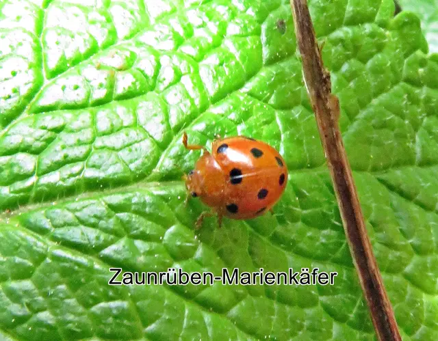 Zaunrüben-Marienkäfer (Henosepilachna argus) Étienne Louis Geoffroy 1762
Ordnung:	Käfer (Coleoptera)
Unterordnung:	Polyphaga
Familie:	Marienkäfer (Coccinellidae)
Unterfamilie:	Epilachninae
Gattung:	Henosepilachna
Art:	Zaunrüben-Marienkäfer | Foto: GvMeegen