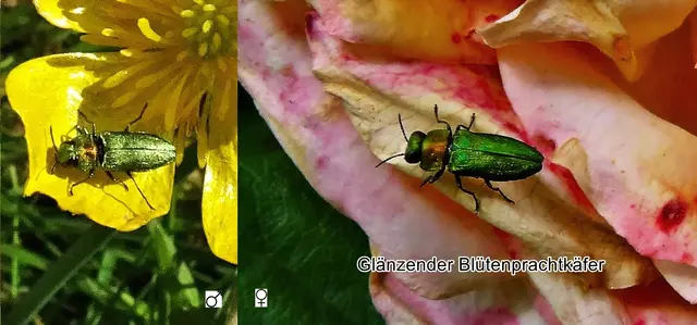 Glänzender Blütenprachtkäfer (Anthaxia nitidula) Carl von Linné 1758
Ordnung:	Käfer (Coleoptera)
Unterordnung:	Polyphaga
Familie:	Prachtkäfer (Buprestidae)
Unterfamilie:	Buprestinae
Gattung:	Anthaxia
Art:	Glänzender Blütenprachtkäfer | Foto: GvMeegen