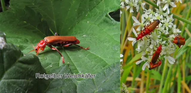 Rotgelber Weichkäfer / Roter Weichkäfer (Rhagonycha fulva) Giovanni Antonio Scopoli 1763
Ordnung:	Käfer (Coleoptera)
Unterordnung:	Polyphaga
Familie:	Weichkäfer (Cantharidae)
Gattung:	Rhagonycha
Art:	Rotgelber Weichkäfer
 | Foto: GvMeegen