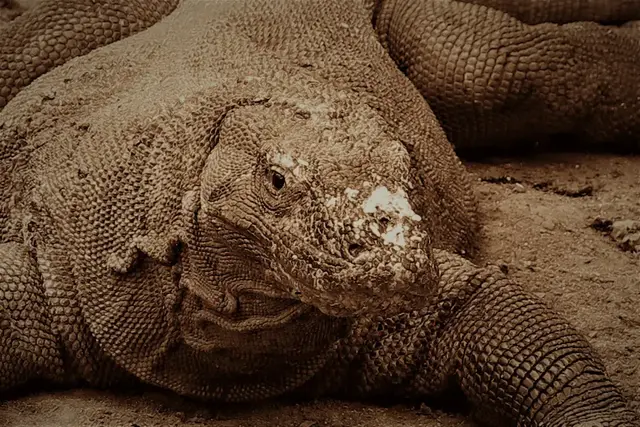 Die Warane leben auf der Insel Komodo.