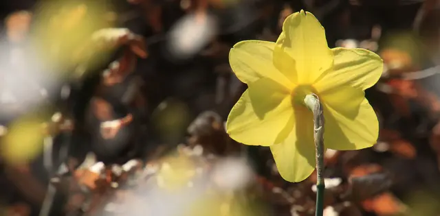Übrigens: Narzissen sind in allen Teilen giftig. Sie enthalten u. a. das Alkaloid "Lycorin", besonders hoch konzentriert in den Zwiebeln der Pflanze.