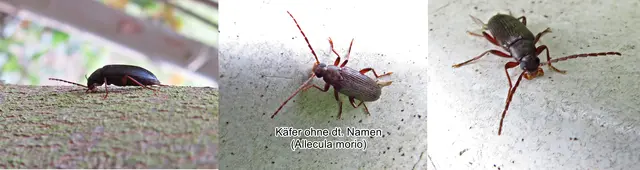Käfer ohne dt. Namen (Allecula morio) Johann Christian Fabricius 1787
Ordnung: Coleoptera (Käfer)
Familie: Tenebrionidae (Schwarzkäfer)
Gattung: Allecula
Art: Allecula morio | Foto: GvMeegen