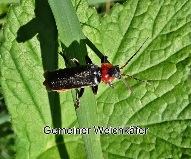 Gemeine Weichkäfer (Cantharis fusca) Carl von Linné 1758
Ordnung:	Käfer (Coleoptera)
Familie:	Weichkäfer (Cantharidae)
Unterfamilie:	Cantharinae
Tribus:	Cantharini
Gattung:	Cantharis
Untergattung:	Cantharis
Art:	Gemeiner Weichkäfer | Foto: GvMeegen