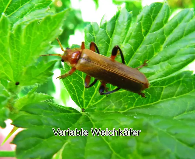 Variable Weichkäfer, Helle Form (Cantharis livida) Carl von Linné
Ordnung:	Käfer (Coleoptera)
Familie:	Weichkäfer (Cantharidae)
Unterfamilie:	Cantharinae
Tribus:	Cantharini
Gattung:	Cantharis
Untergattung:	Cantharis
Art:	Variabler Weichkäfer | Foto: GvMeegen