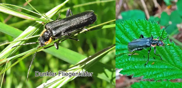 Dunkle Fliegenkäfer / Eichenweichkäfer (Cantharis obscura) Carl von Linné 1758
Ordnung:	Käfer (Coleoptera)
Familie:	Weichkäfer (Cantharidae)
Unterfamilie:	Cantharinae
Tribus:	Cantharini
Gattung:	Cantharis
Untergattung:	Cantharis
Art:	Dunkler Fliegenkäfer | Foto: GvMeegen