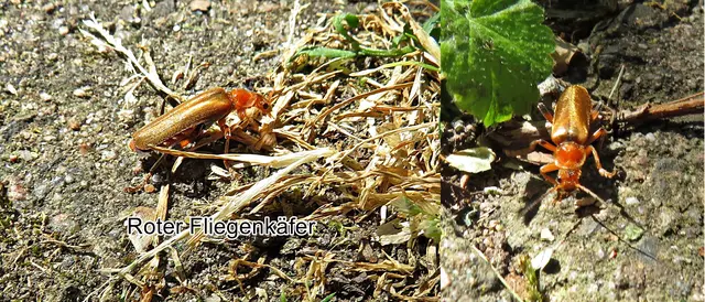 Roter Fliegenkäfer (Cantharis rufa) Carl von Linné 1758
Ordnung:	Käfer (Coleoptera)
Familie:	Weichkäfer (Cantharidae)
Unterfamilie:	Cantharinae
Tribus:	Cantharini
Gattung:	Cantharis
Untergattung:	Cantharis
Art:	Roter Fliegenkäfer | Foto: GvMeegen