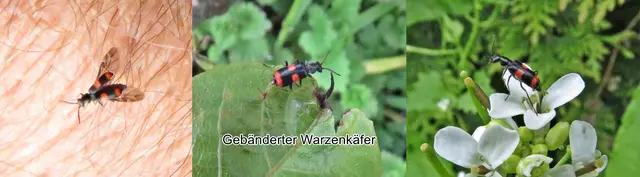 Gebänderter Warzenkäfer (Anthocomus fasciatus) Carl von Linné 1758
Ordnung:	Käfer (Coleoptera)
Familie:	Melyridae
Unterfamilie:	Zipfelkäfer (Malachiinae)
Gattung:	Anthocomus
Untergattung:	Anthocomus
Art:	Gebänderter Warzenkäfer | Foto: GvMeegen
