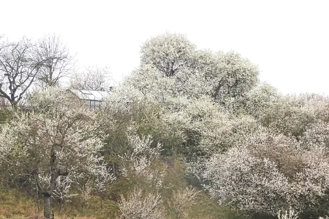 der blühende Einetal - Hang vor Westdorf
