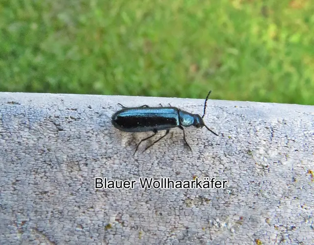 Blauer Wollhaarkäfer (Dasytes caeruleus) Baron Carl De Geer 1774
Ordnung:	Käfer (Coleoptera)
Unterordnung:	Polyphaga
Überfamilie:	Cleroidea
Familie:	Wollhaarkäfer (Dasytidae)
Gattung:	Dasytes
Art:	Blauer Wollhaarkäfer | Foto: GvMeegen