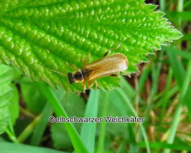 Gelbschwarzer Weichkäfer (Cantharis decipiens) Baudi 1871
Ordnung:	Käfer (Coleoptera)
Familie:	Weichkäfer (Cantharidae)
Gattung: Cantharis
Art: Gelbschwarzer Weichkäfer | Foto: GvMeegen