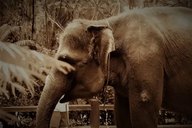 Sumatra Elefanten zeichnen sich durch kleine Ohren, sie haben am Rüssel nur einen Greiffinger und das fehlen von Stoßzähne bei den Weibchen aus. Außerdem haben sie mehr Flaum als die afrikanischen Elefanten.