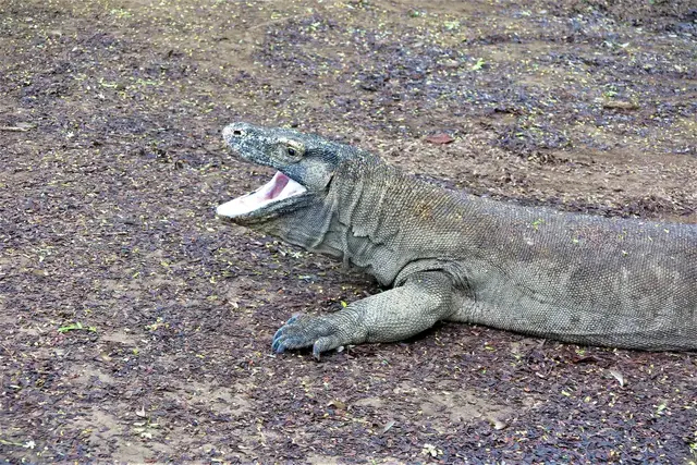 Komodowarane bringen ein Gewicht von fast 70kg mit und können bis zu 30 Jahre alt werden.
