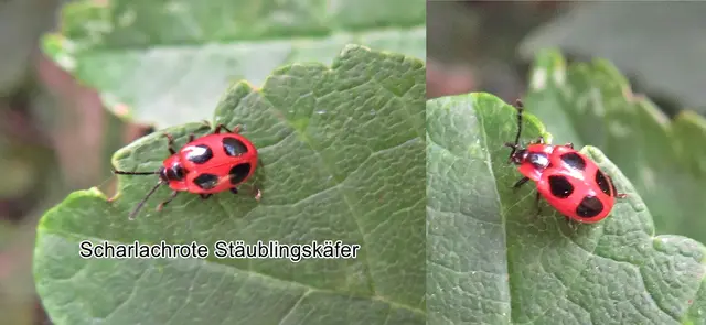 Scharlachrote Stäublingskäfer (Endomychus coccineus) Carl von Linné 1758
Ordnung:	Käfer (Coleoptera)
Unterordnung:	Polyphaga
Familie:	Stäublingskäfer (Endomychidae)
Unterfamilie:	Endomychinae
Gattung:	Endomychus
Art:	Scharlachroter Stäublingskäfer
 | Foto: GvMeegen