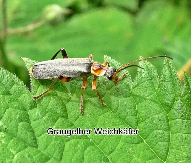 Graugelber Weichkäfer (Cantharis nigricans) Otto Friedrich Müller 1766
Ordnung:	Käfer (Coleoptera)
Familie:	Weichkäfer (Cantharidae)
Unterfamilie:	Cantharinae
Tribus:	Cantharini
Gattung:	Cantharis
Untergattung:	Cantharis
Art:	Graugelber Weichkäfer | Foto: GvMeegen