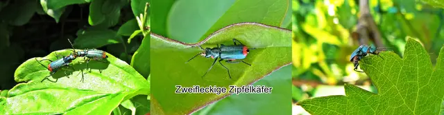 Zweifleckige Zipfelkäfer / Zweifleckige Warzenkäfer (Malachius bipustulatus) Carl von Linné 1758
Ordnung:	Käfer (Coleoptera)
Unterordnung:	Polyphaga
Familie:	Melyridae
Unterfamilie:	Zipfelkäfer (Malachiinae)
Gattung:	Malachius
Art:	Zweifleckiger Zipfelkäfer | Foto: GvMeegen