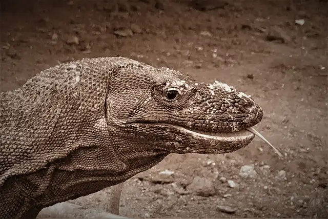 Komodowaran produziert im Unterkiefer Gift welches bei dem Opfer ein Schock verursacht und somit zur leichten Beute wird. 