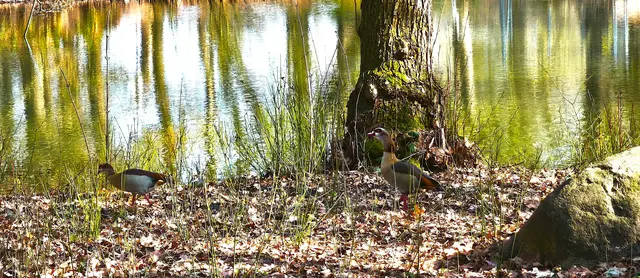 Das Nilganspärchen fühlt sich im Park schon seit ein paar Jahren wohl. | Foto: Shima Mahi