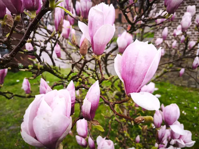 Magnolienblüten nach dem Regen | Foto: Shima Mahi