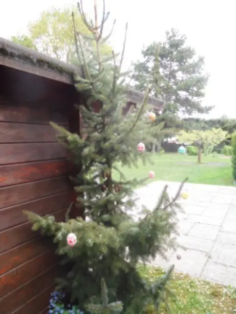 Ein Weihnachtsbaum wird zum Osterbaum | Foto: Astrid Günther