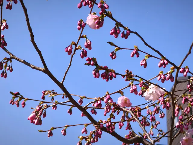 Knospen und erste Blüten vor blauem Himmel | Foto: Shima Mahi