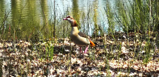 Eine Nilgans im Stadtpark Langenhagen | Foto: Shima Mahi