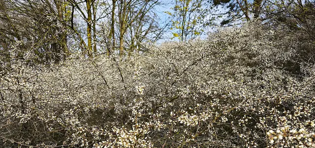 Ein Meer von winzigen weißen Blütensternen | Foto: Shima Mahi