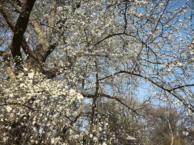 Weiße Blütenpracht an der Wietze | Foto: Shima Mahi