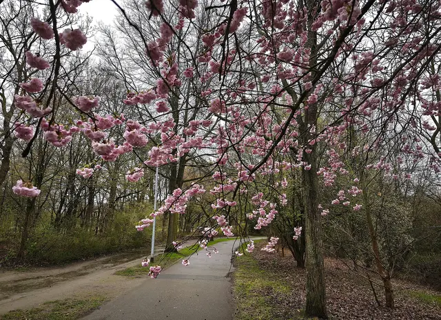 Wieder im Stadtpark: Die Äste tragen schwer an ihren Blüten und ragen tief über den Radweg. Wahrscheinlich haben einige Starkregenschauern zusätzlich dazu beigetragen. Radfahrer müssen gut aufpassen. | Foto: Shima Mahi