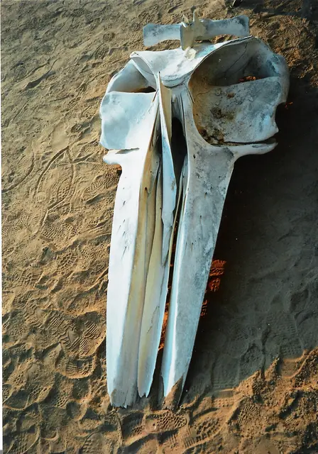 Da liegen die Knochen