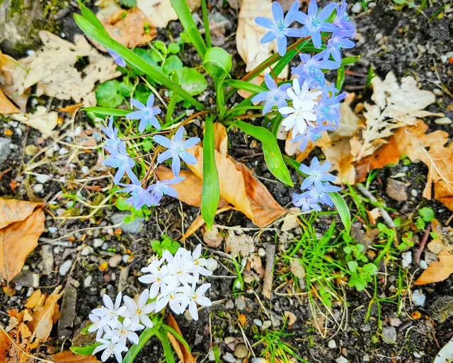 Blausterne und kleine weiße Sterne | Foto: Shima Mahi