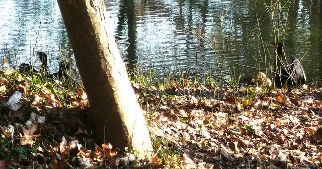Hier haben sich zwei Kormorane versteckt. | Foto: Shima Mahi