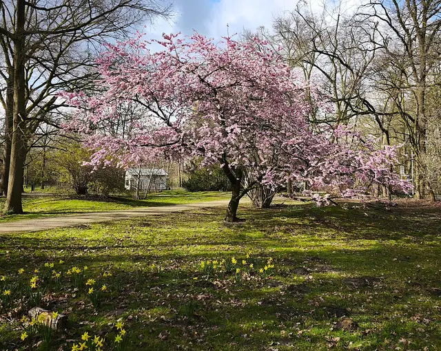 Dieses Bäumchen am Silbersee blüht zuverlässig jedes Jahr.  | Foto: Shima Mahi