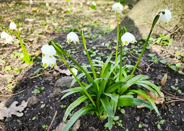 Märzenbecher | Foto: Shima Mahi