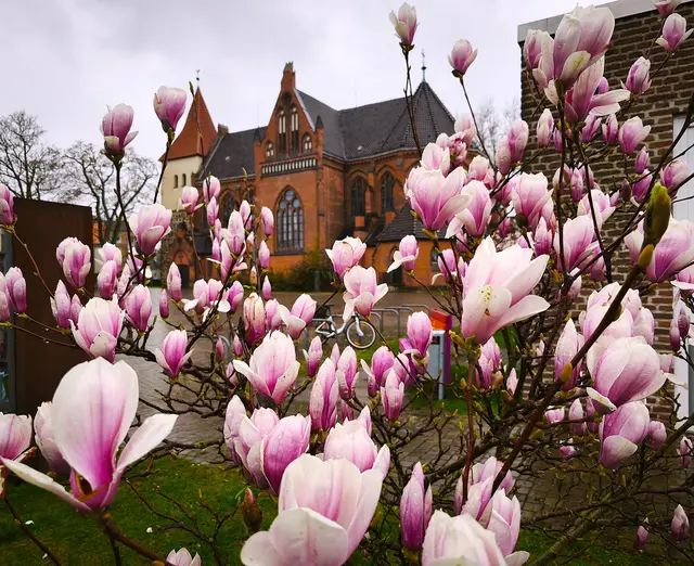 Magnolienumrahmte Elisabethkirche: Dass sich in der Bildmitte ein Fahrrad befindet, habe ich beim Fotografieren nicht gesehen. | Foto: Shima Mahi
